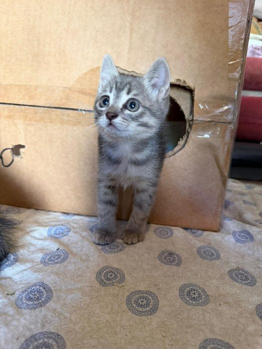 Котята в хорошие любящие руки.