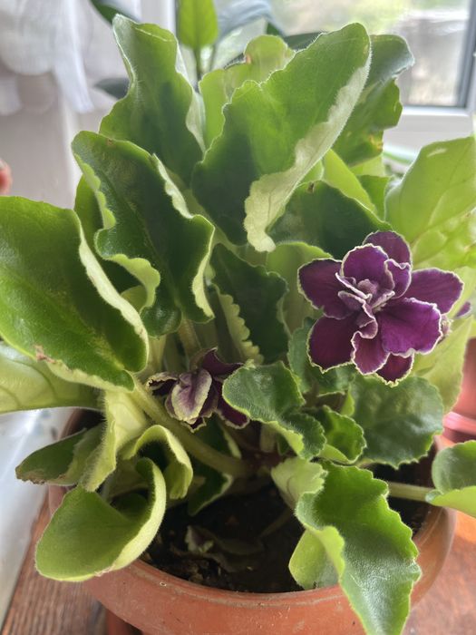 Продам комнатные цветы