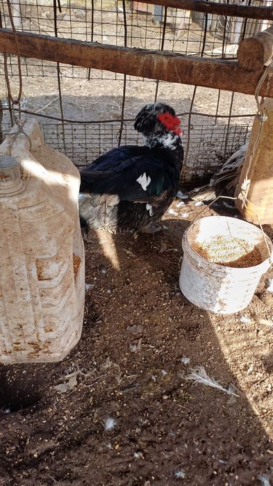 Индаутка дайин кораз