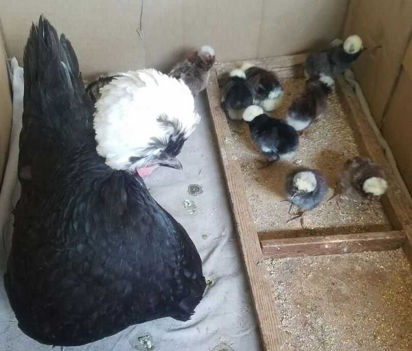 Куры, Петухи, Яйца Декоративные Белохохлые Голландские Карликовые