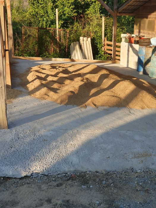 Grau și orzoaica productie 2025