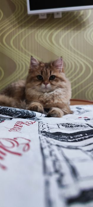 Ищем жениха для вязки