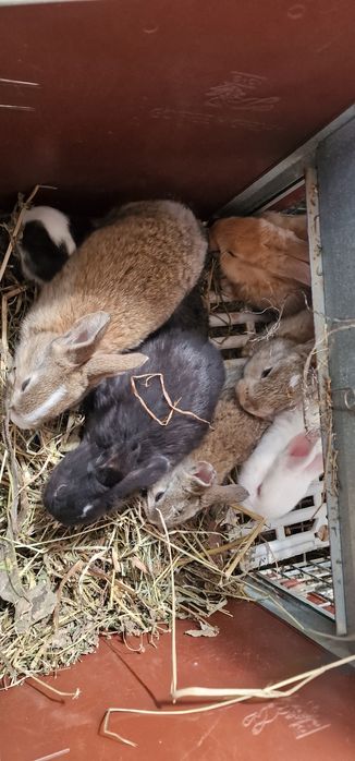 Iepuroaica si 7  pui Hycole si Panon