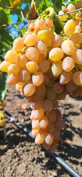 Vîtă de vie, corzi altoi