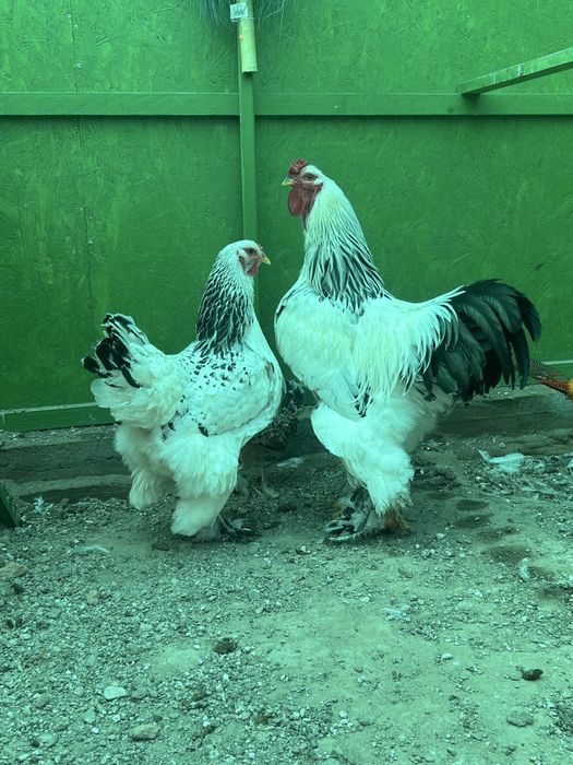 Vand pereche brahma 2025