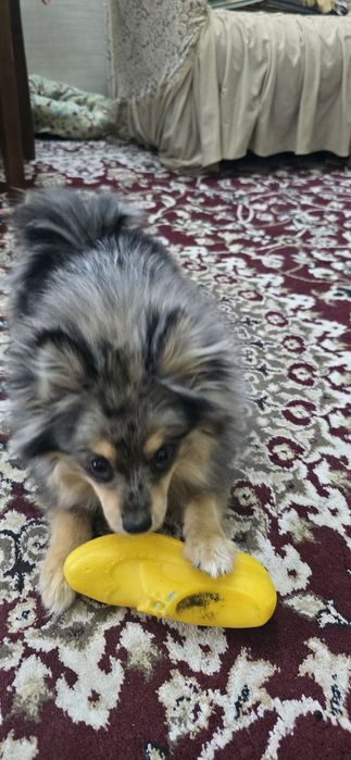 Продаётся  Памеранский шпиц мраморного окраса, 9мес  девочка .