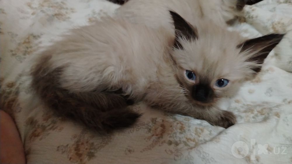 Сиамские котятя 50.000