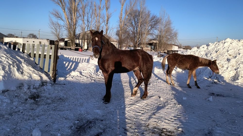 Айғыр сатылады 5жасар