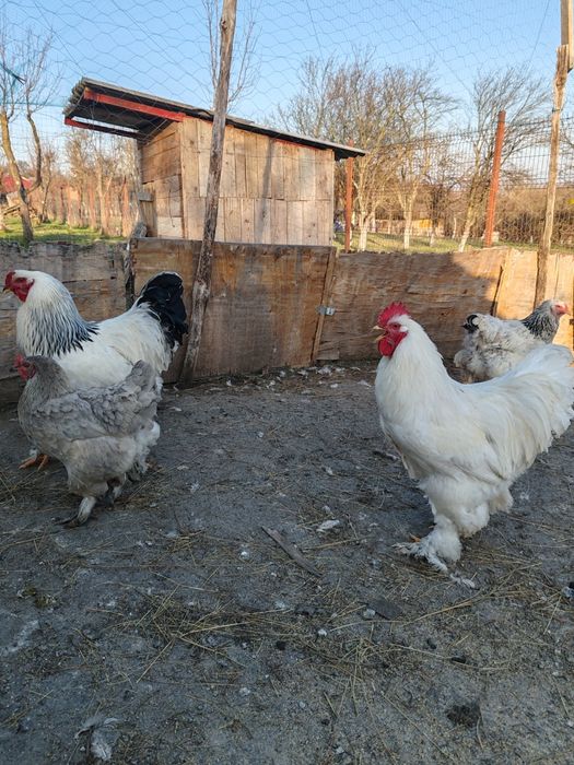 Oua Brahma, Wiandotte, Pita Pinta