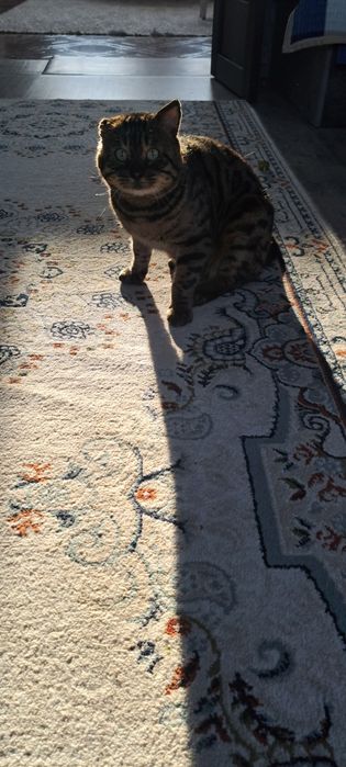 Отдам в добрые руки