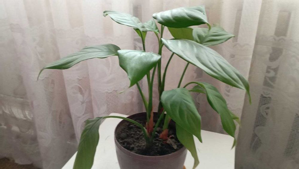 Продам цветы Аглаонема,