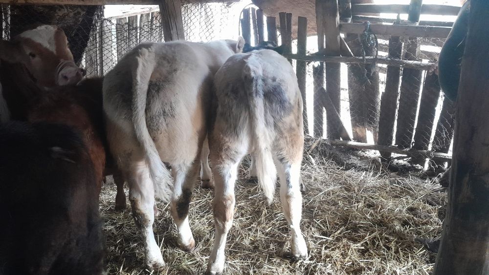 Vând 6 viței începând de la vârsta de 3 luni la 6 luni