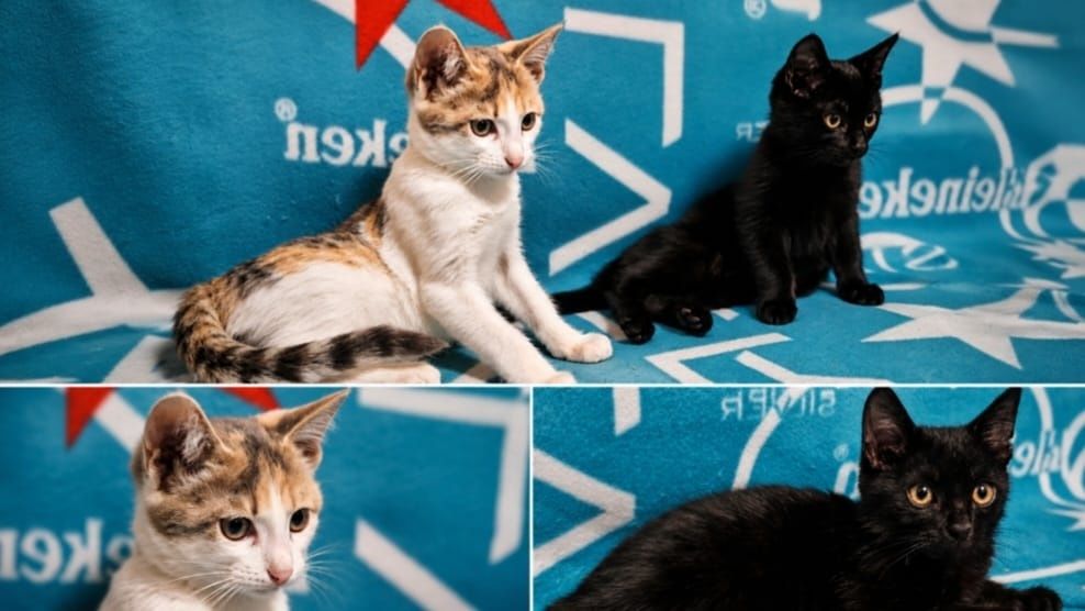 Продаются котята