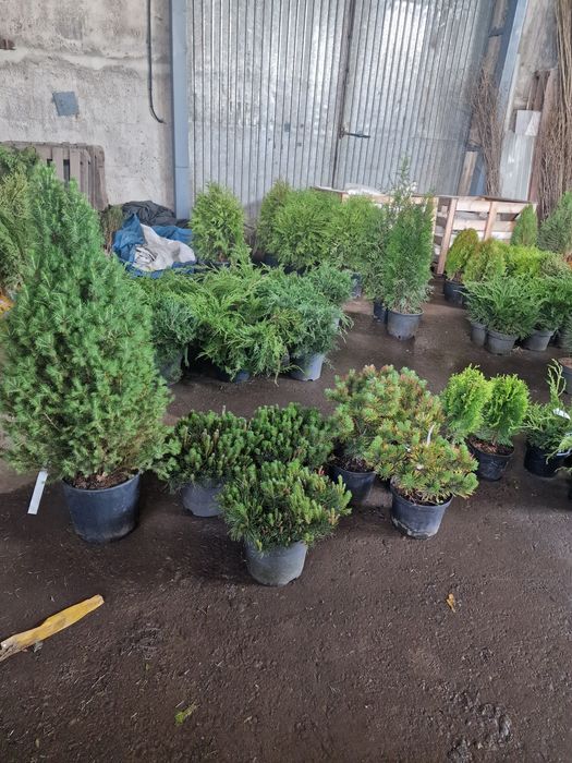 Ель голубая сибирская