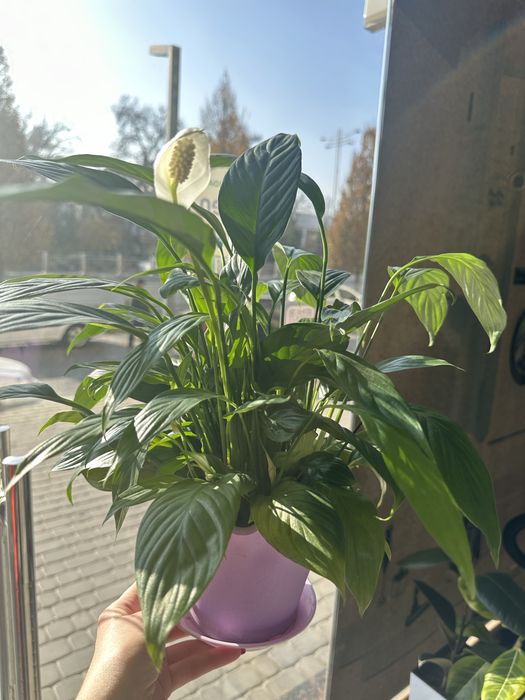 Растения как естественный фильтр воздуха