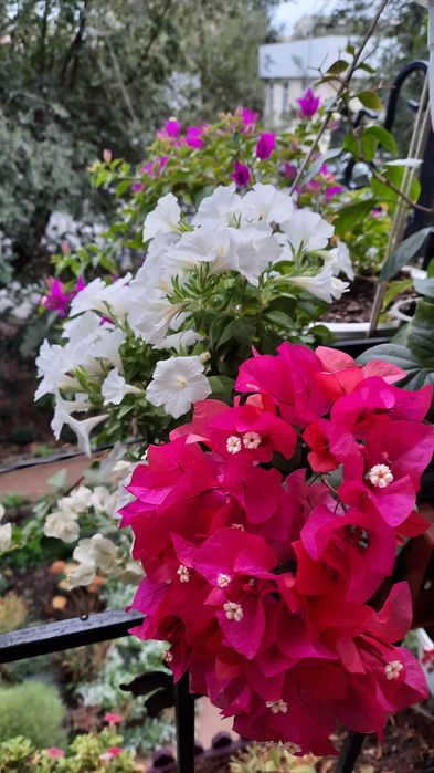 Продам бугенвиллии.