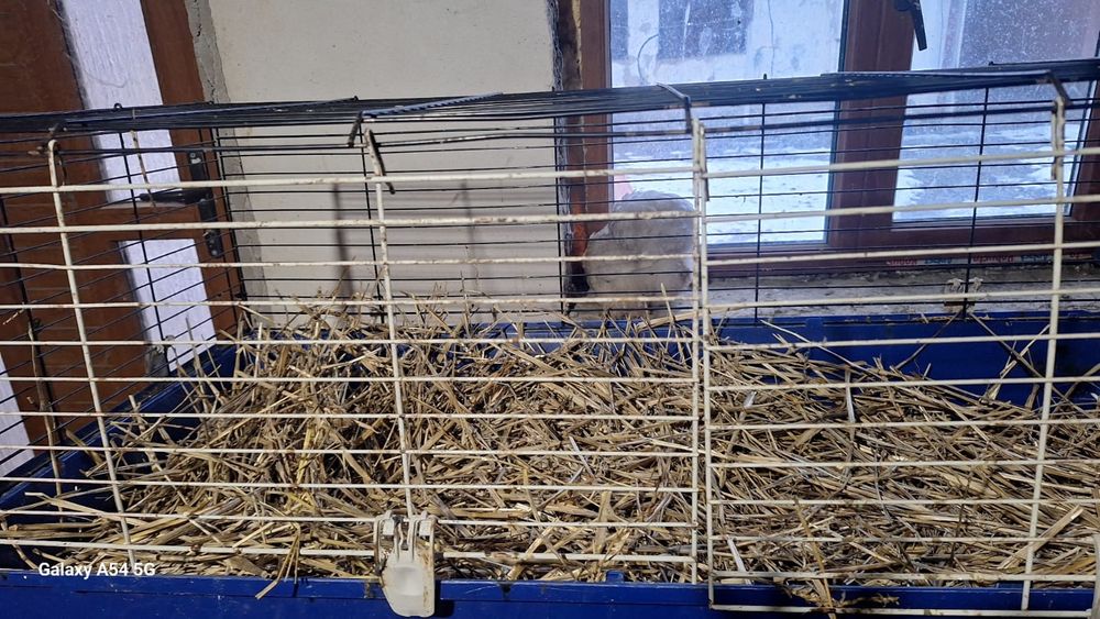 Vand iepuri rex si metis de rex