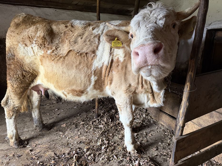 Vaca si vitel de vanzare