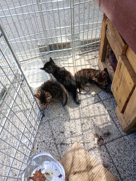 Подаряват се котенца