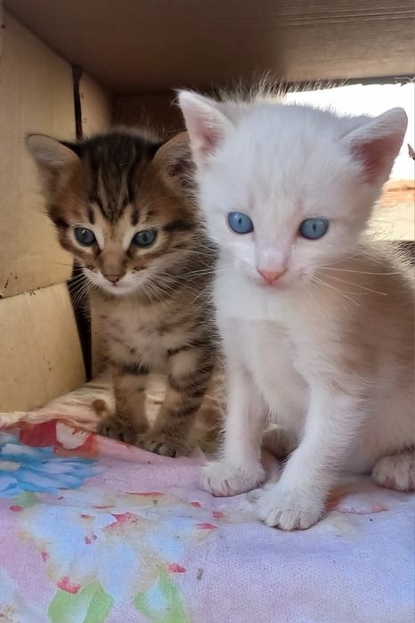 Дарю котёнка в добрые руки