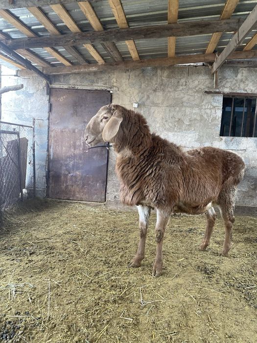 Продам кошкарчик Арашан