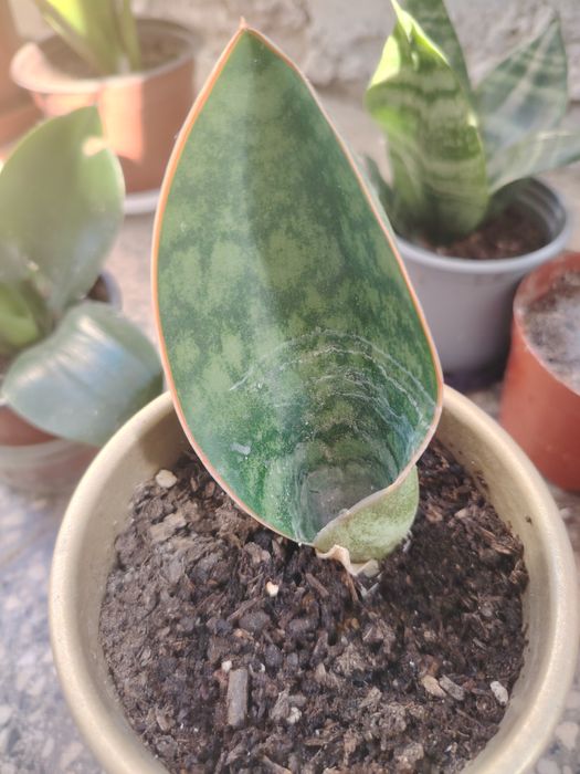 Продавам алое вера и сансеверии