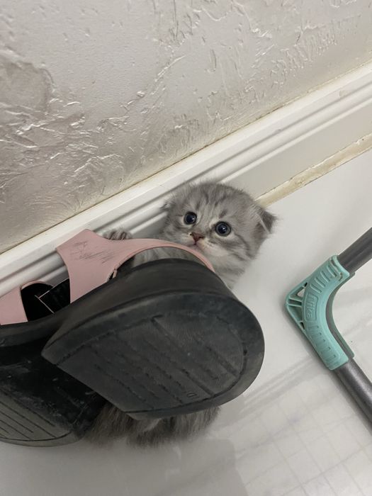 Вислоухие шотландские котята