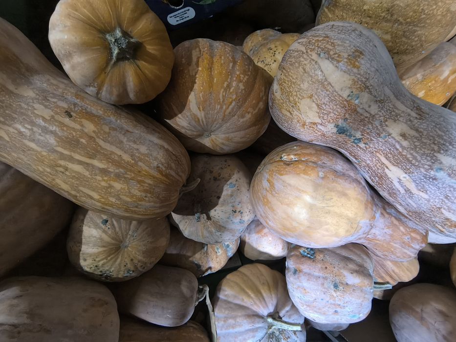 Тыква для скота. 70тг  .