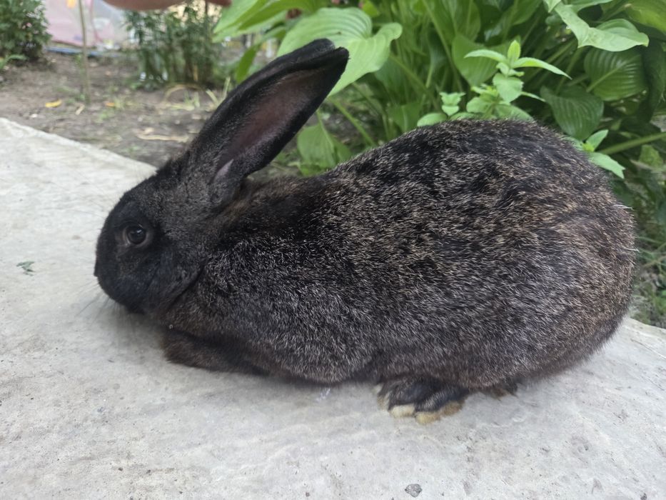 Iepure mascul 4,55 kg – sănătos și bine îngrijit