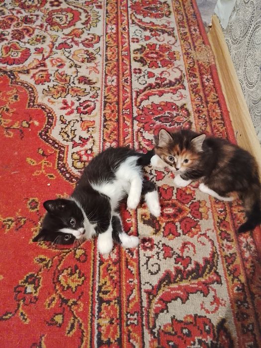 Два весёлых котенка