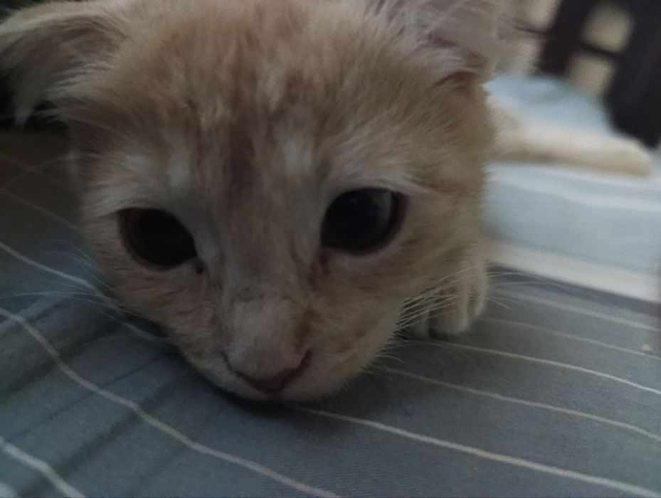 Scottish fold ga aralash zotli mushuk