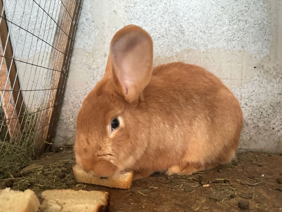 Продам кроликов, кролчат