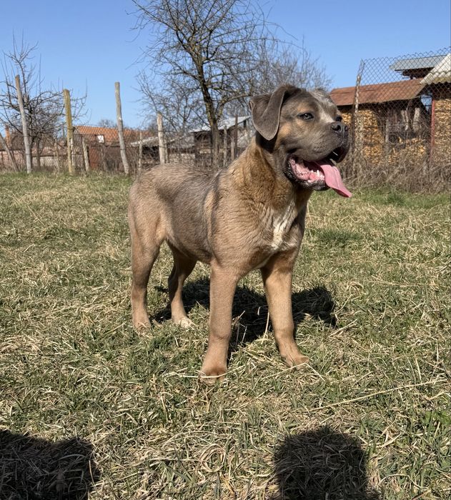 Catelusa Cane Corso