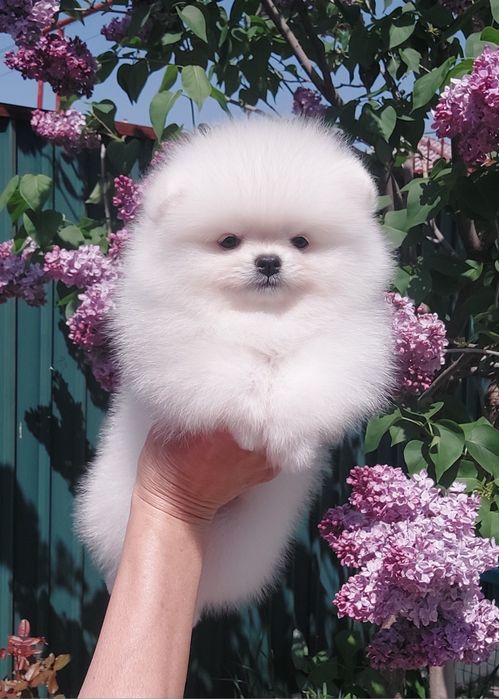 Померанский шпиц