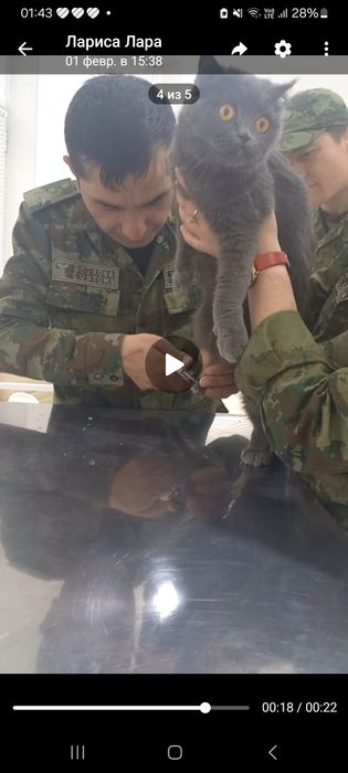 Хороший кошки умный