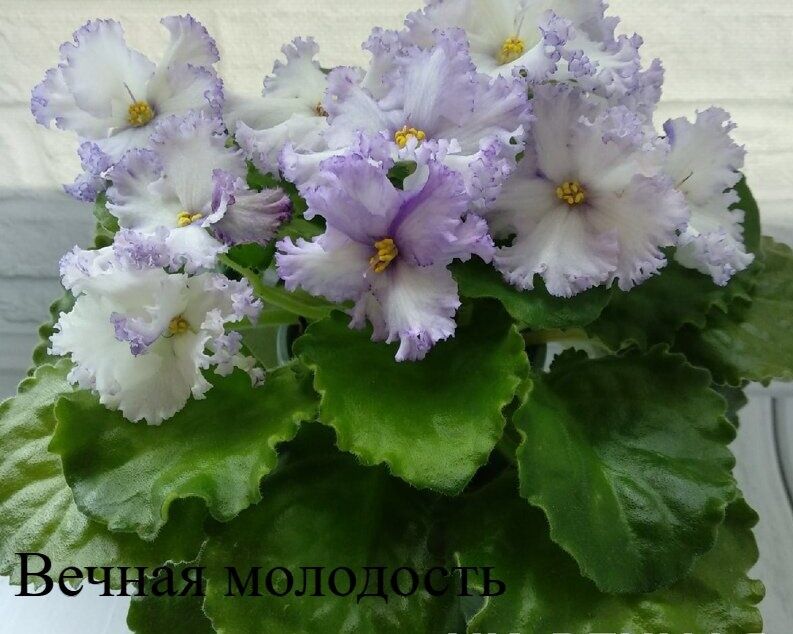 Продам сортовые фиалки