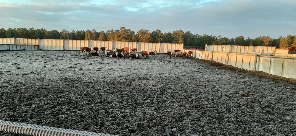 Ақбас,  Белоголовые быки от 400 до 1000 кг