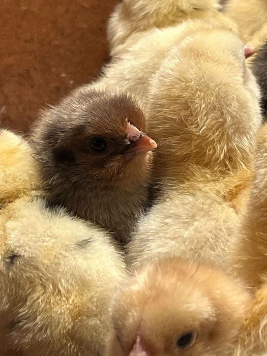 Продаются цыплята вылупились 22апреля