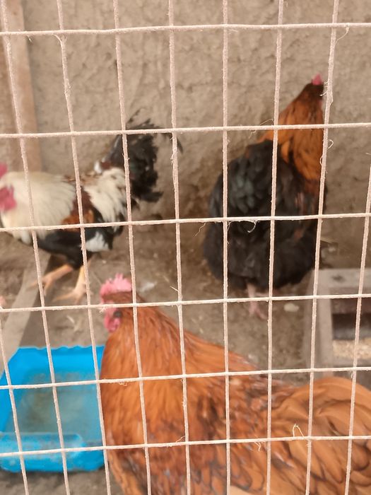 Продам молодых Петушков