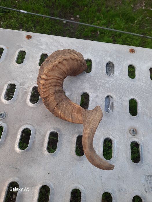 Рог от МУФЛОН. 1 брой