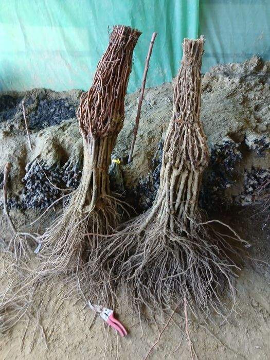 Butasi vita de vie anul 3