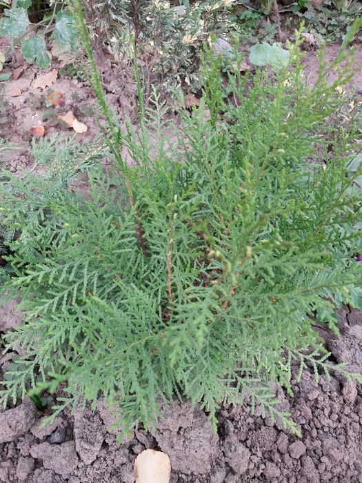 Продам кустарники