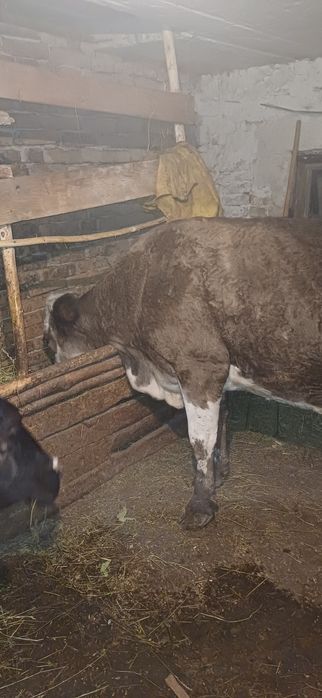 Vand vaca gestanta cu lapte