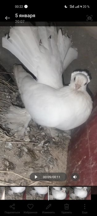 Декоративные голуби