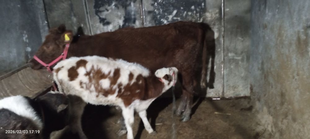 Ona bola sigir sotiladi