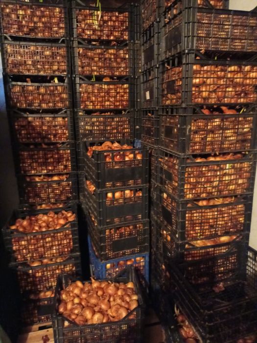 Vand ceapa si usturoi romanesc de primavara