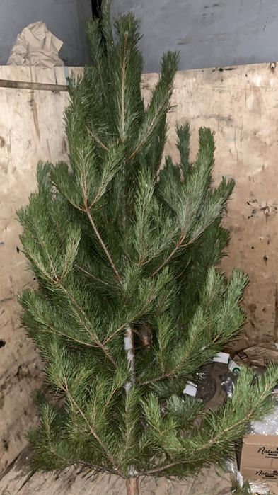Продам живые ёлки пышные