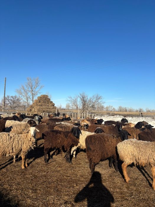 Продам  бараны .