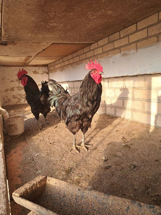 Gigant Qora Shaxzoda tuxumlari sotilodi