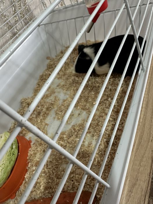 Продам морскую свинку